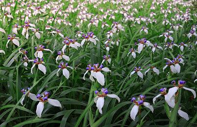 《微软飞行模拟》新补丁虽提升了性能 但也伴随着Bug